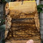 根が...すごい...