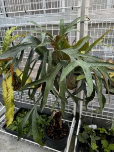 こーなんさんが暑さでバテバテ。