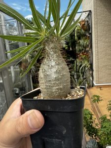 実生グラキがぶりっぶり！