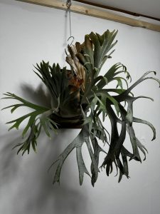 P. willinckii "FRK-青"の記録。４