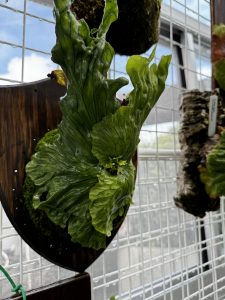 ワンダエドワーフが可愛い。