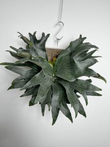 PANEがめちゃくちゃ良い