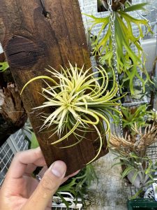 チランジアの夏。