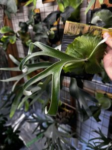 #TMB4 ではプチアルマダすぽ祭りの予定。