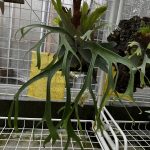 リベンジペグマエウムの現在。