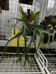 リベンジペグマエウムの現在。