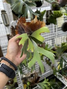 株分けをする株は