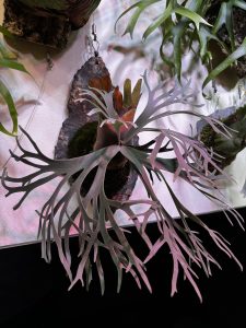 ジェイドガールのスポアが美しい。