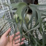 P. willinckii （FRK-白）の記録。