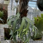 P. willinckii （FRK-深爪）の記録。