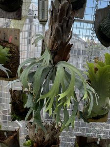 P. willinckii （FRK-深爪）の記録。