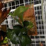 マルコ(丸子)ちゃんという。