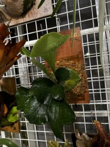 マルコ（丸子）ちゃんという。