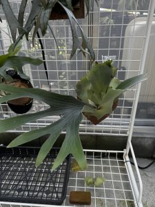 エー組のあの子がいい感じ。