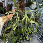 ピグマエウムが綺麗でほんと嬉しい。