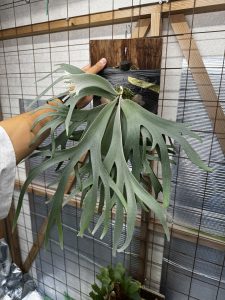 柔蛸というウィリンキー…