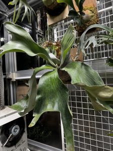 バタフライムーンがムーンムーン。