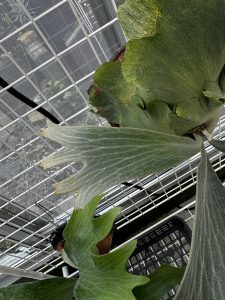 凄く良い筋個体。