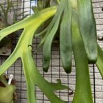 良いウィリンキーだとホント思う。