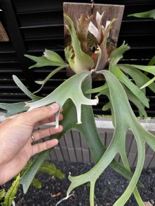 お友達のスポアがカッコよくなる…