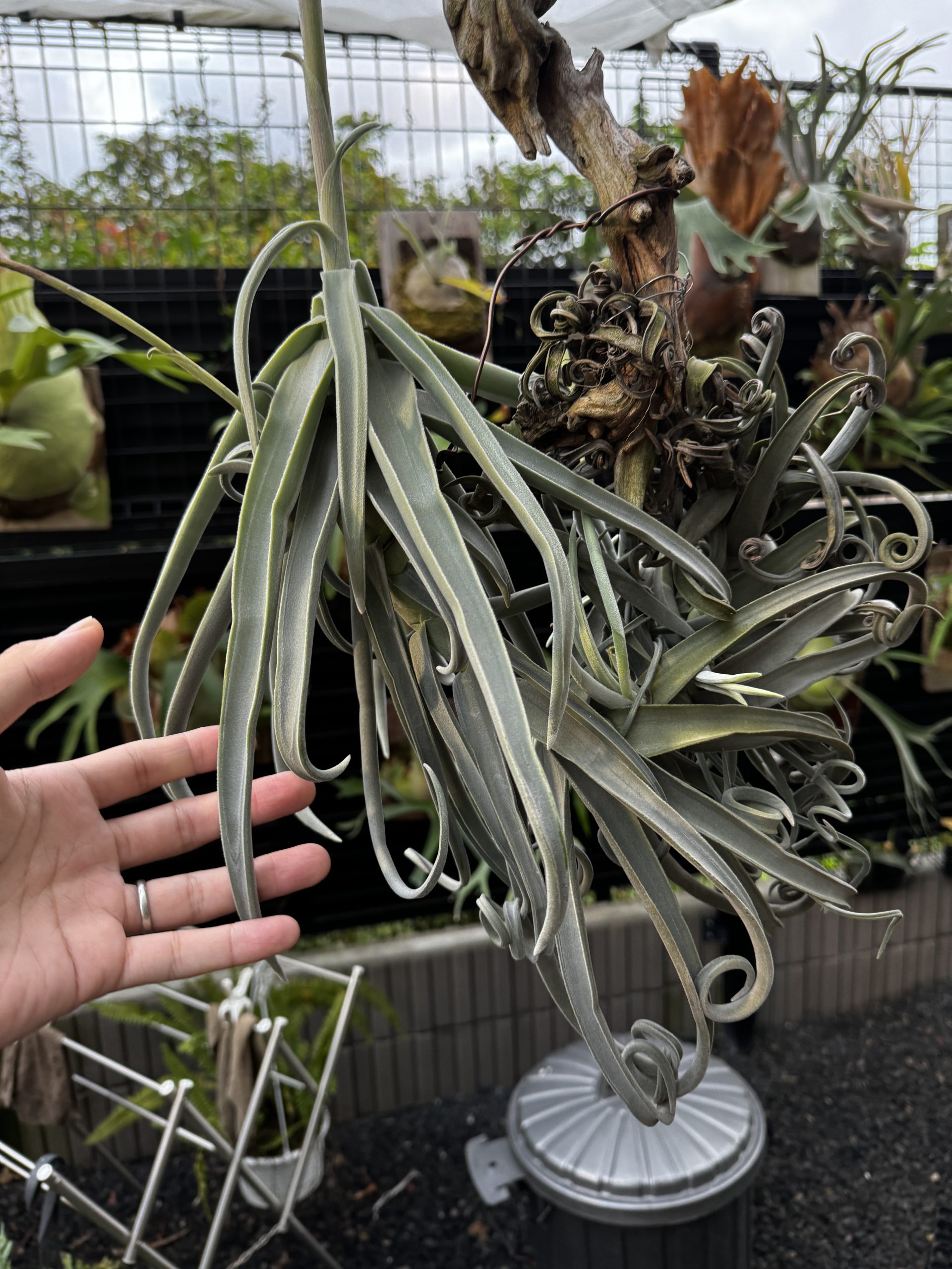 幸せを感じさせてくれる植物。