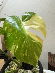 斑入りモンステラを玄関に飾る。