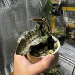 ビカク部屋で育てるサンスベリア。