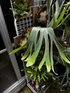 シャイングロリアが美しいぞ！！！