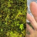 突然に出会うこともある。