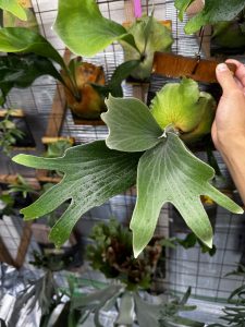 ヒリーにくびったけ。