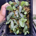 板付したいサイズ感。