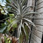 もうすぐ冬が来る。