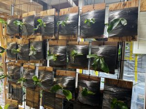 胞子培養の板付。