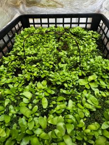 コロナリウムが増えまくる...