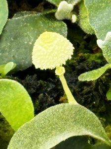 ビカクシダとキノコ。