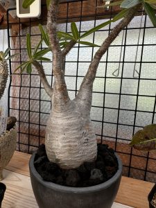 塊根植物の冬越し準備。