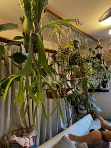 リビングでインテリアビカクシダ。