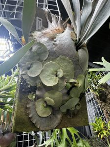 親がぐずついて子だくさん。