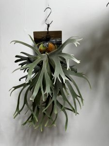 来年の動画撮影。