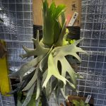 お団子(カリフラワー)成長点からの復活。