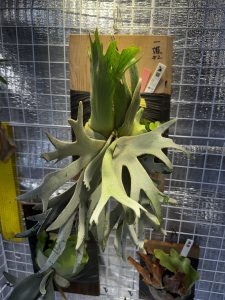 お団子（カリフラワー）成長点からの復活。