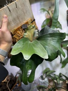 植物部屋から温室へ。