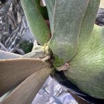 お団子成長点からの復活（その２）