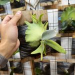 尖るスポアが可愛い。