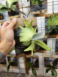 尖るスポアが可愛い。