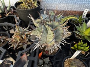 ホリダってかっこいいよね...