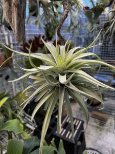 ハリシーが寒さに強すぎたけど。