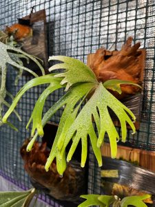 ウィリンキーってやっぱり可愛い。