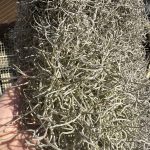 ウスネオイデスの耐寒性。