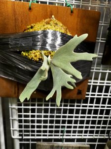 今年はこの個体の表現を導きたい。#ねスポ